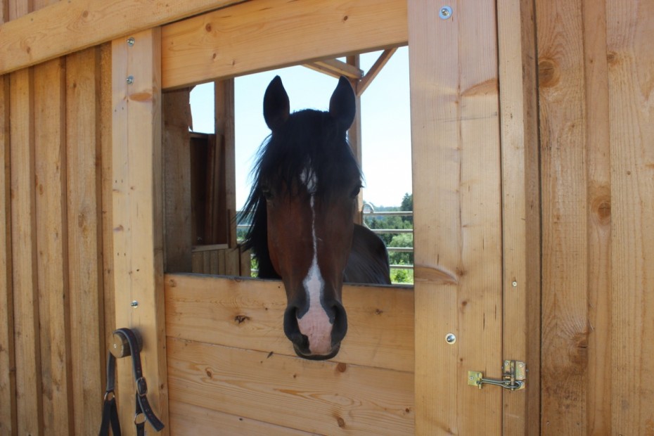 Ponyhof-Daneder-43-930x620